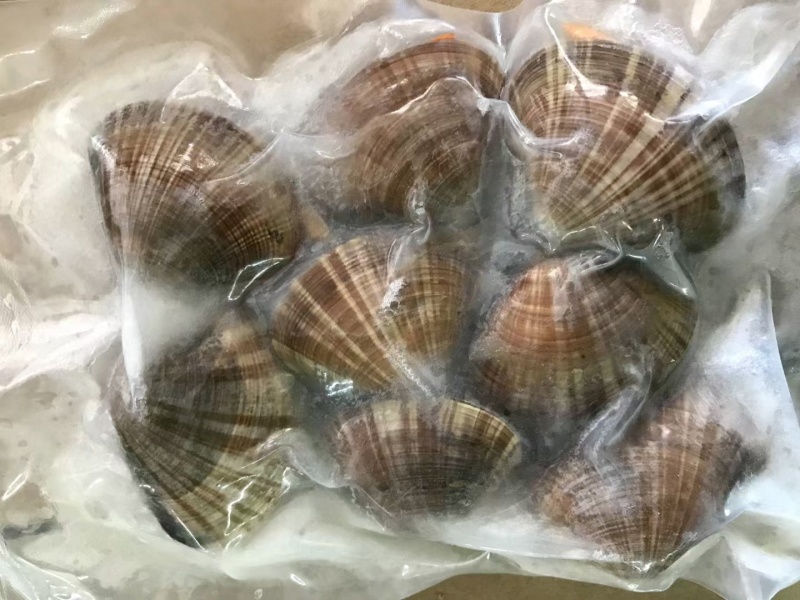 黄蚬子，东港无沙黄蚬子，黄蚬子，文贝，无沙黄蚬子，黄蚬子