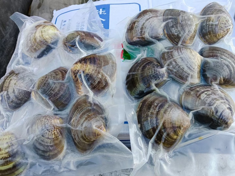 黄蚬子，东港无沙黄蚬子，黄蚬子，文贝，无沙黄蚬子，黄蚬子