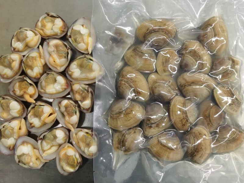 黄蚬子，东港无沙黄蚬子，黄蚬子，文贝，无沙黄蚬子，黄蚬子