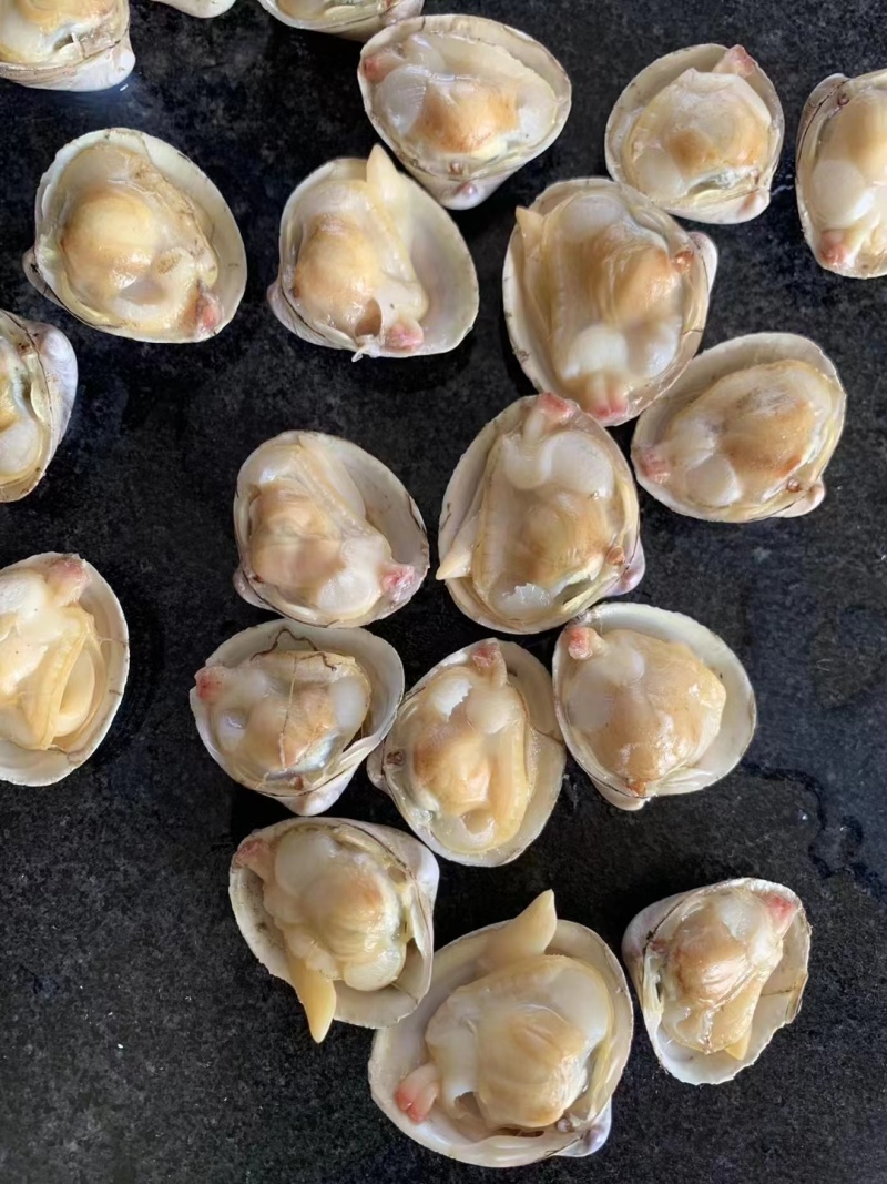 黄蚬子，东港无沙黄蚬子，黄蚬子，文贝，无沙黄蚬子，黄蚬子