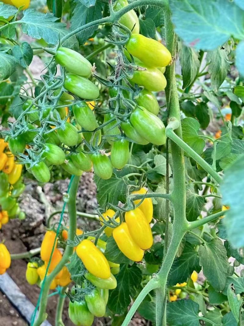 各种特色小番茄苗四季播种红黄白绿黑紫花生千禧贝贝小番种苗