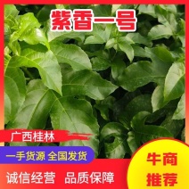 【推荐】紫香1号百香果苗10~20cm一手货源量大价优