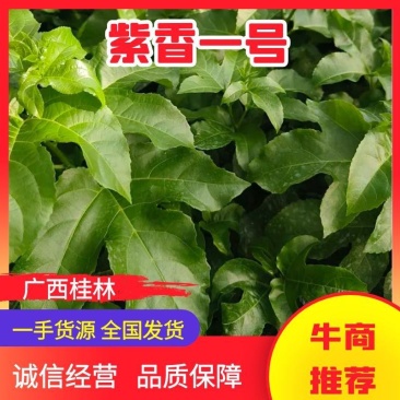 【推荐】紫香1号百香果苗10~20cm一手货源量大价优