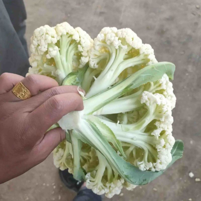 河南菜花松花菜白面青梗散花1.5-2.5斤产地直供