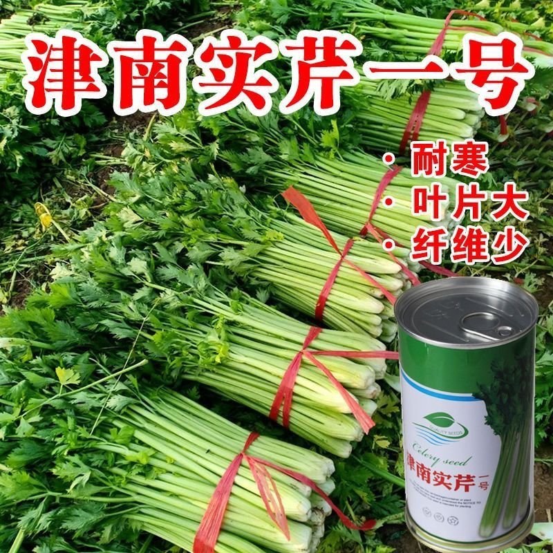 津南实芹一号芹菜种子四季小香芹种籽玻璃脆芹香味浓郁高产四