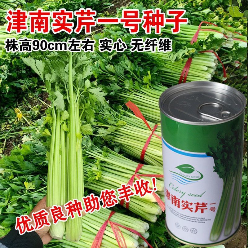 津南实芹一号芹菜种子四季小香芹种籽玻璃脆芹香味浓郁高产四