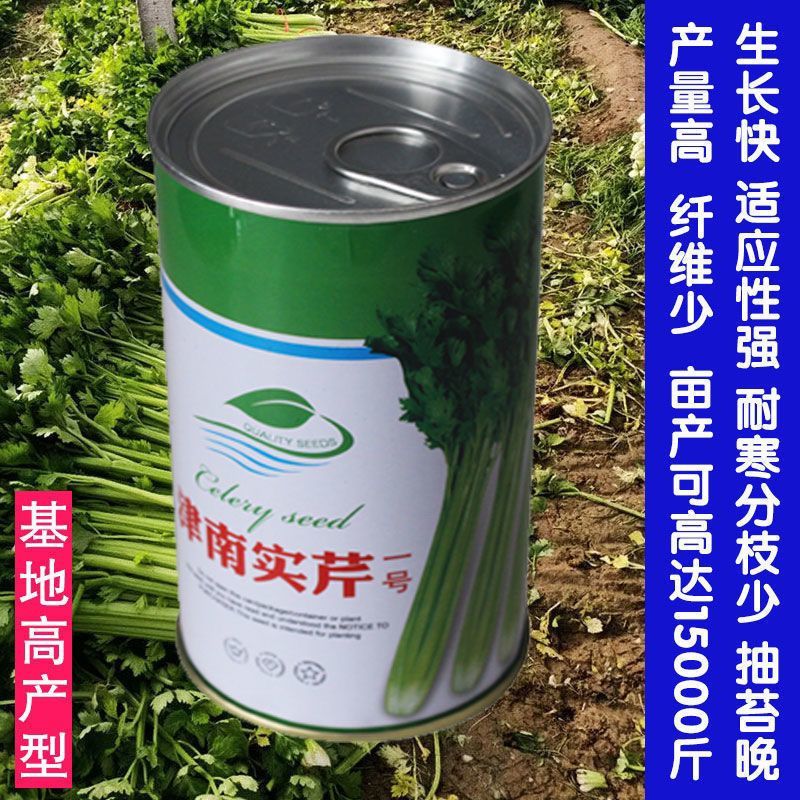 津南实芹一号芹菜种子四季小香芹种籽玻璃脆芹香味浓郁高产四