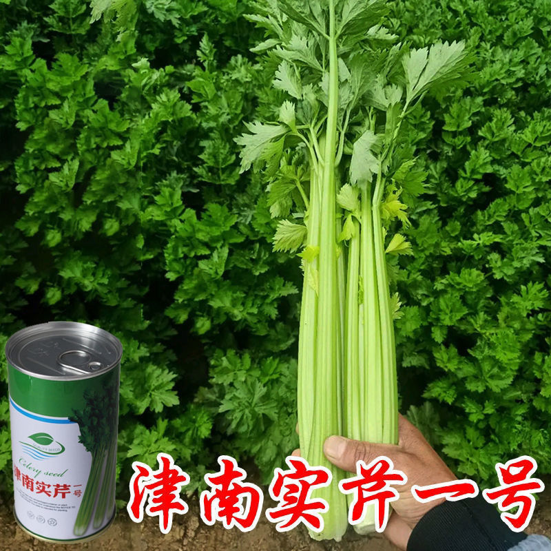 津南实芹一号芹菜种子四季小香芹种籽玻璃脆芹香味浓郁高产四