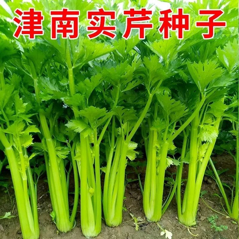 津南实芹一号芹菜种子四季小香芹种籽玻璃脆芹香味浓郁高产四