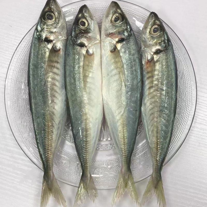 巴浪鱼新鲜大号海捕鲜活冷冻海鲜水产批发整箱巴浪鱼包邮
