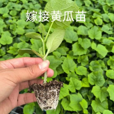黄瓜苗大量供货品质保证成活率高挂果多支持视频看货