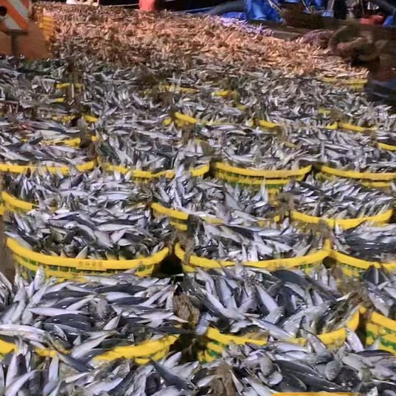 巴浪鱼新鲜大号海捕鲜活冷冻海鲜水产批发整箱巴浪鱼包邮