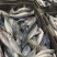 巴浪鱼新鲜大号海捕鲜活冷冻海鲜水产批发整箱巴浪鱼包邮