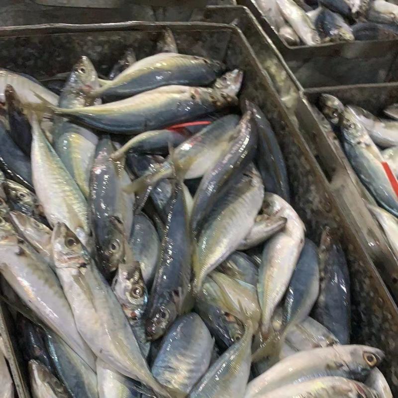巴浪鱼新鲜大号海捕鲜活冷冻海鲜水产批发整箱巴浪鱼包邮