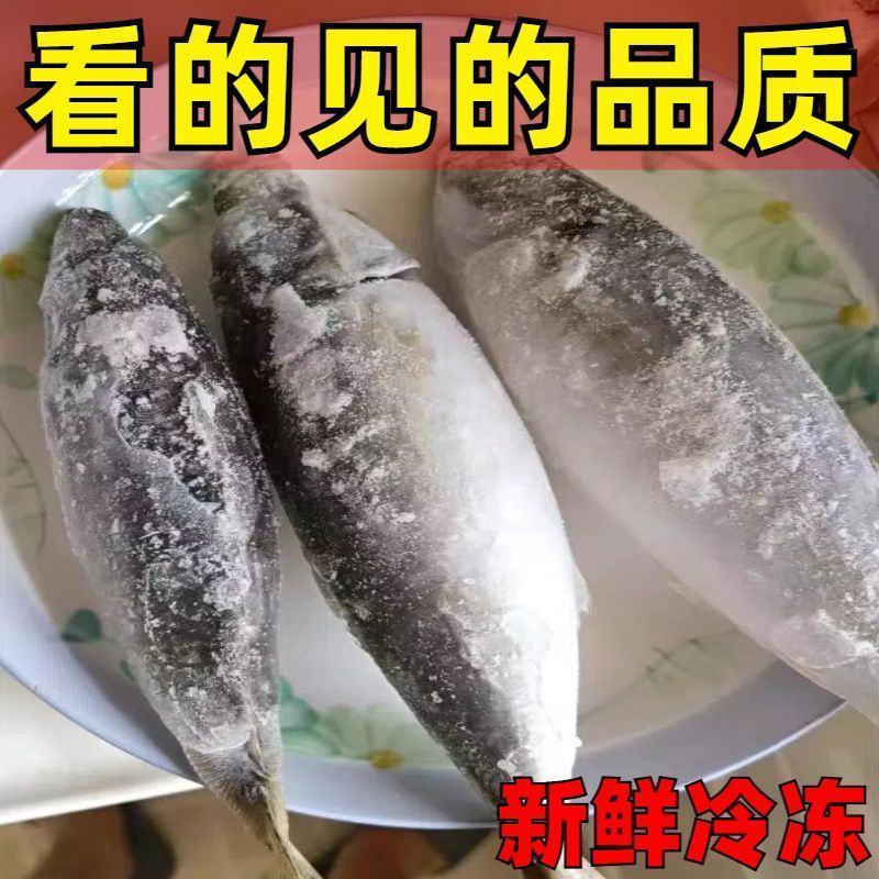 巴浪鱼新鲜大号海捕鲜活冷冻海鲜水产批发整箱巴浪鱼包邮