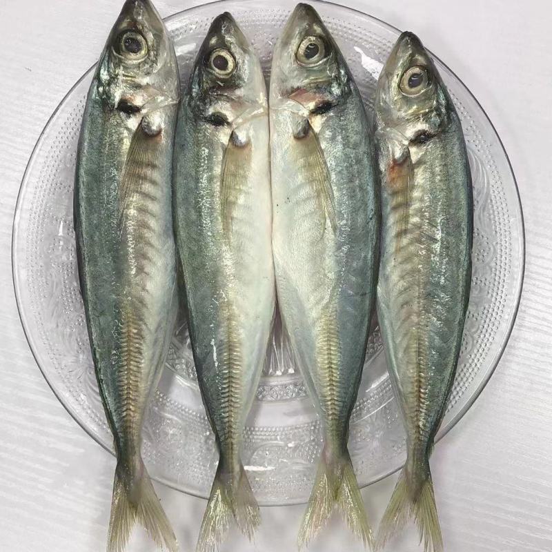 巴浪鱼新鲜大号海捕鲜活冷冻海鲜水产批发整箱巴浪鱼包邮