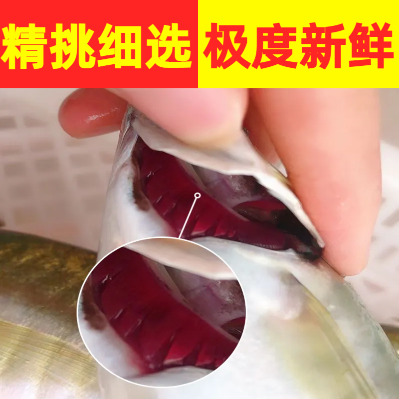巴浪鱼新鲜大号海捕鲜活冷冻海鲜水产批发整箱巴浪鱼包邮