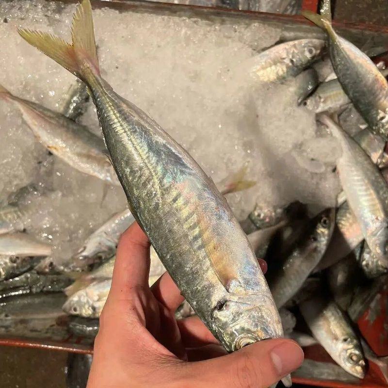 巴浪鱼新鲜大号海捕鲜活冷冻海鲜水产批发整箱巴浪鱼包邮