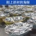 巴浪鱼新鲜大号海捕鲜活冷冻海鲜水产批发整箱巴浪鱼包邮
