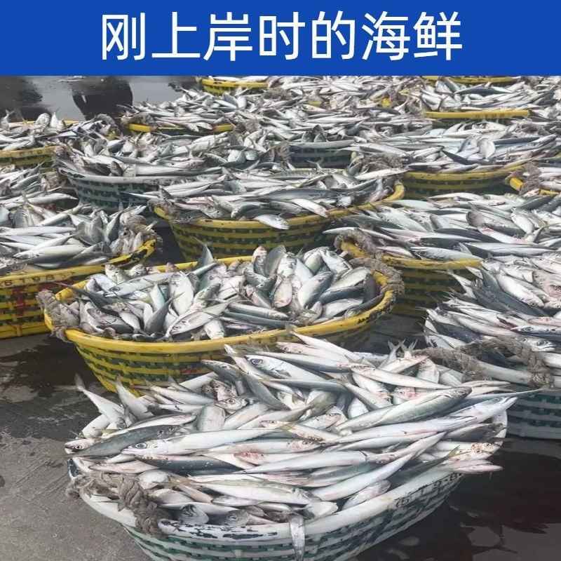 巴浪鱼新鲜大号海捕鲜活冷冻海鲜水产批发整箱巴浪鱼包邮