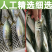 巴浪鱼新鲜大号海捕鲜活冷冻海鲜水产批发整箱巴浪鱼包邮