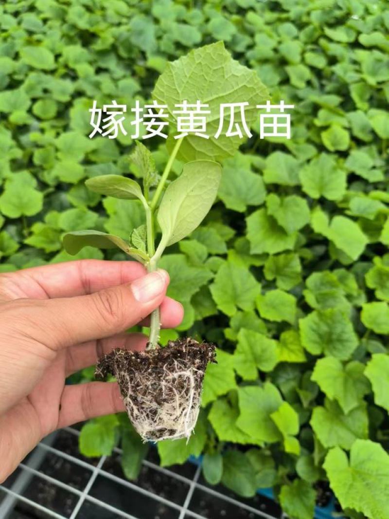 黄瓜苗大量供货品质保证成活率高挂果多支持视频看货