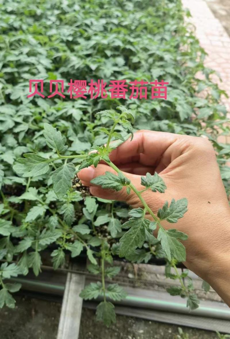 西红柿苗成活率高结果多品质保证电支持视频看货欢迎来