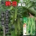 新韩白杂交水果种子极早熟黄瓜种籽无苦味强雌性高产抗病黄瓜