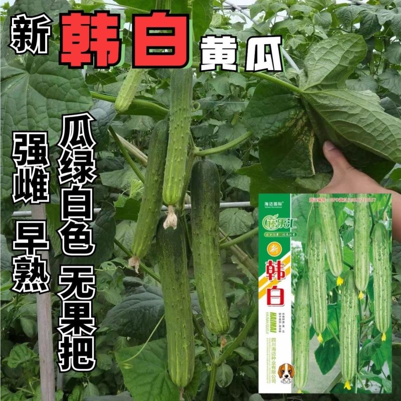 新韩白杂交水果种子极早熟黄瓜种籽无苦味强雌性高产抗病黄瓜