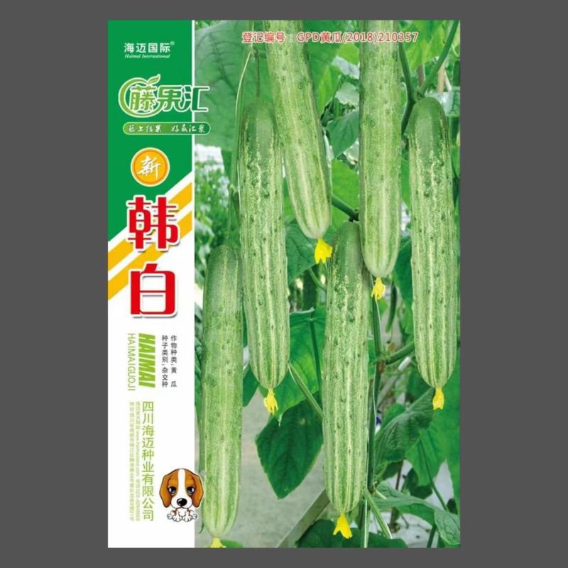 新韩白杂交水果种子极早熟黄瓜种籽无苦味强雌性高产抗病黄瓜