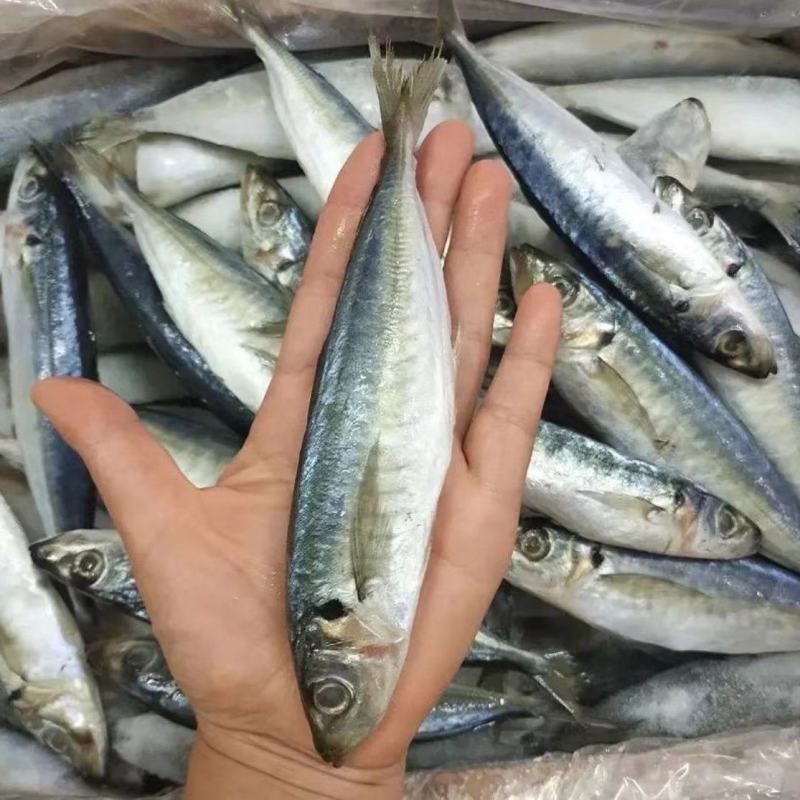 巴浪鱼新鲜大号海捕鲜活冷冻海鲜水产批发整箱巴浪鱼包邮