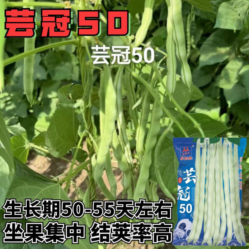 芸冠50架豆种子中早熟高产特长四季豆豆角种籽长豇豆抗病坐