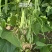 芸冠50架豆种子中早熟高产特长四季豆豆角种籽长豇豆抗病坐