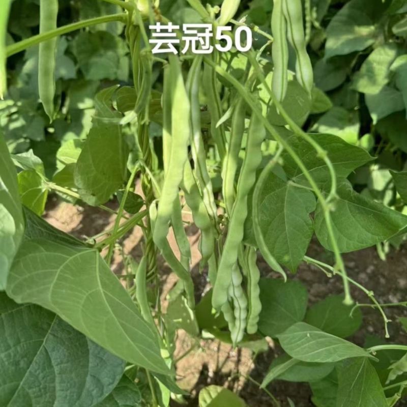 芸冠50架豆种子中早熟高产特长四季豆豆角种籽长豇豆抗病坐