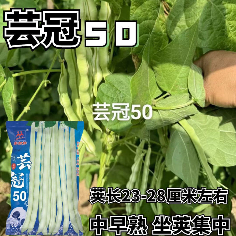 芸冠50架豆种子中早熟高产特长四季豆豆角种籽长豇豆抗病坐