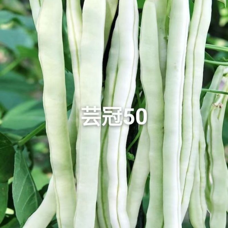 芸冠50架豆种子中早熟高产特长四季豆豆角种籽长豇豆抗病坐
