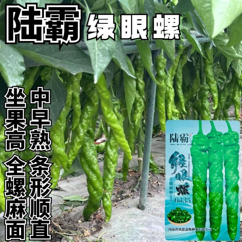 陆霸绿眼螺螺丝椒种子全螺麻面中早熟座果率高较耐寒羊角型螺