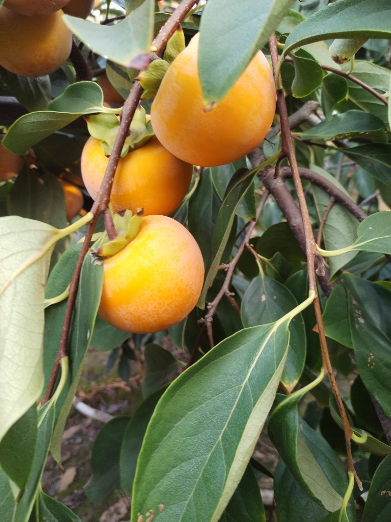 灵宝柿子火葫芦，吊红，竹子灌，大面积上市了