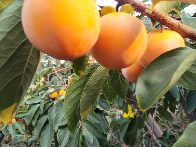 灵宝柿子火葫芦，吊红，竹子灌，大面积上市了