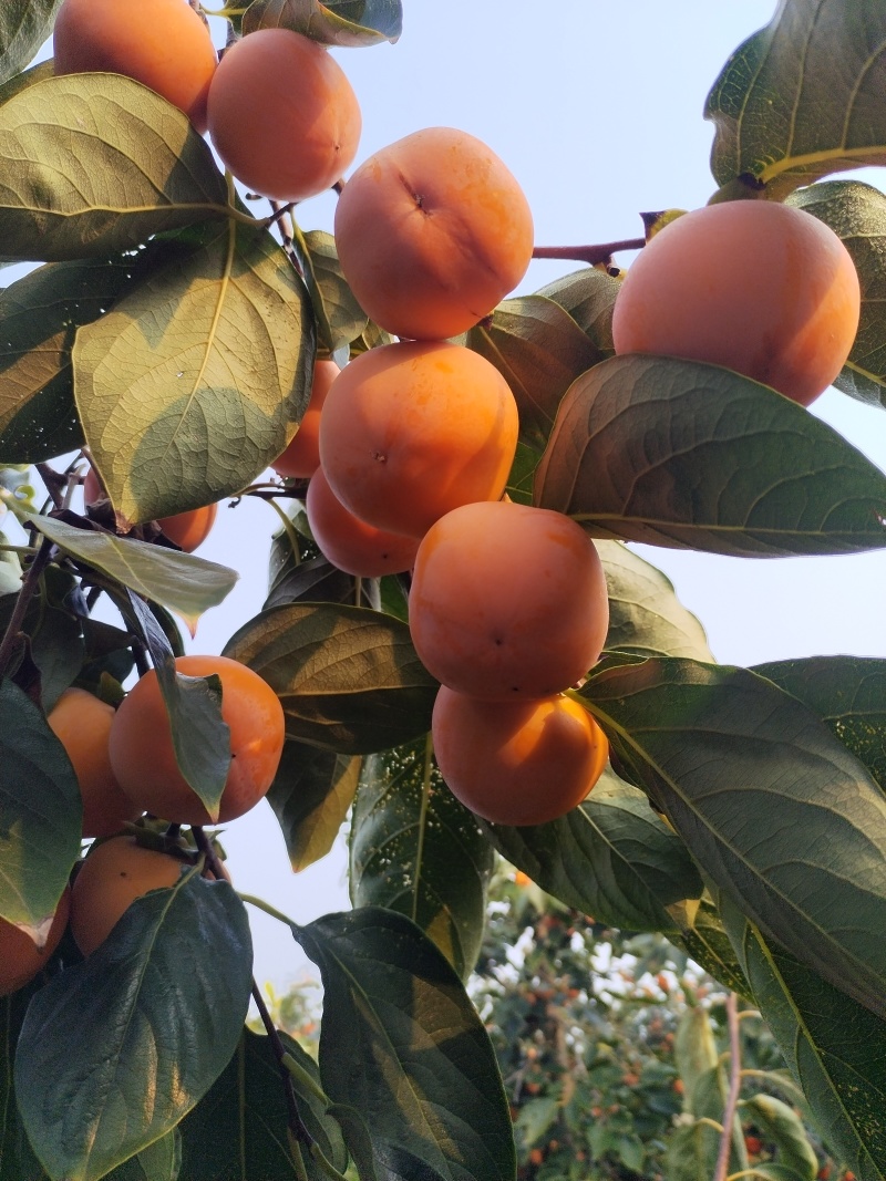 灵宝柿子火葫芦，吊红，竹子灌，大面积上市了