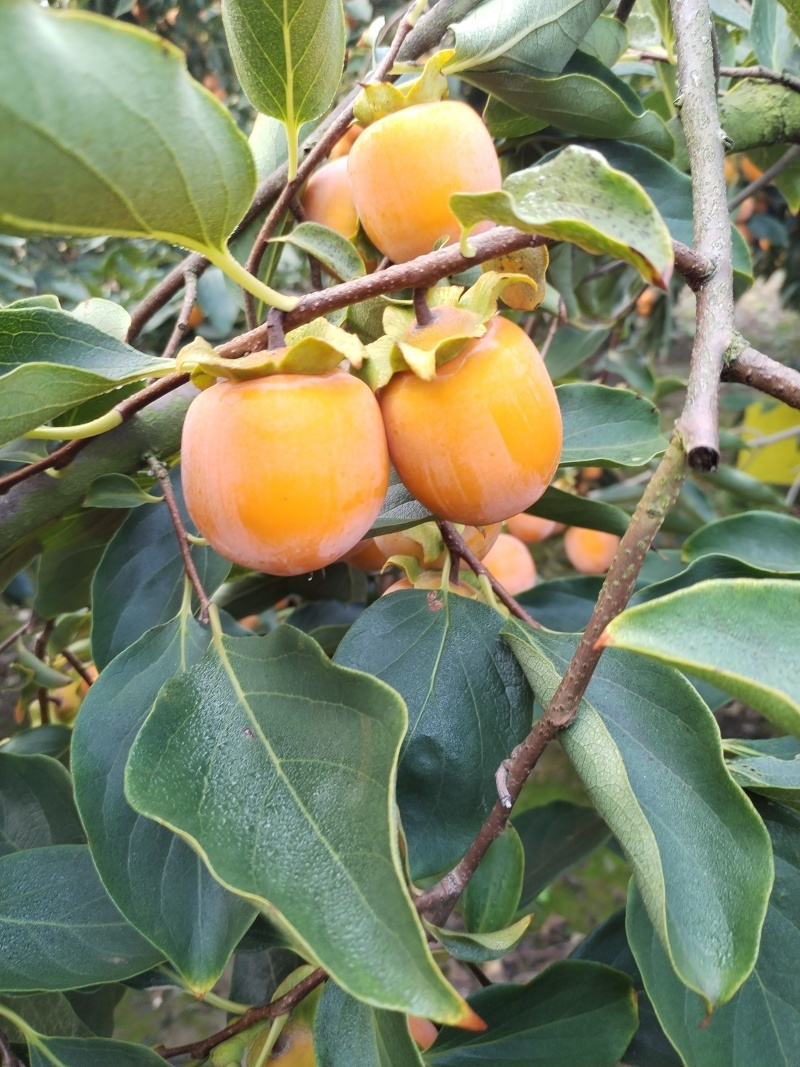 灵宝柿子火葫芦，吊红，竹子灌，大面积上市了