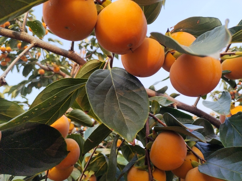 灵宝柿子火葫芦，吊红，竹子灌，大面积上市了