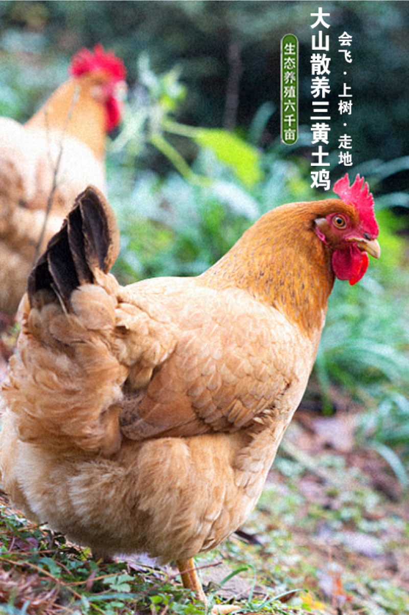 散养跑山鸡，自家养殖，保质保量，量大从优，欢迎来电