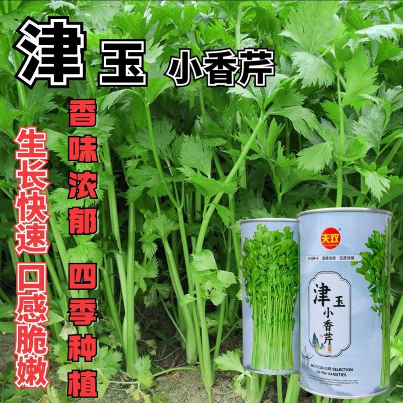 津玉小香芹种籽速生长早熟纤维少口感佳基地种植芹菜种子高产