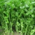 津玉小香芹种籽速生长早熟纤维少口感佳基地种植芹菜种子高产