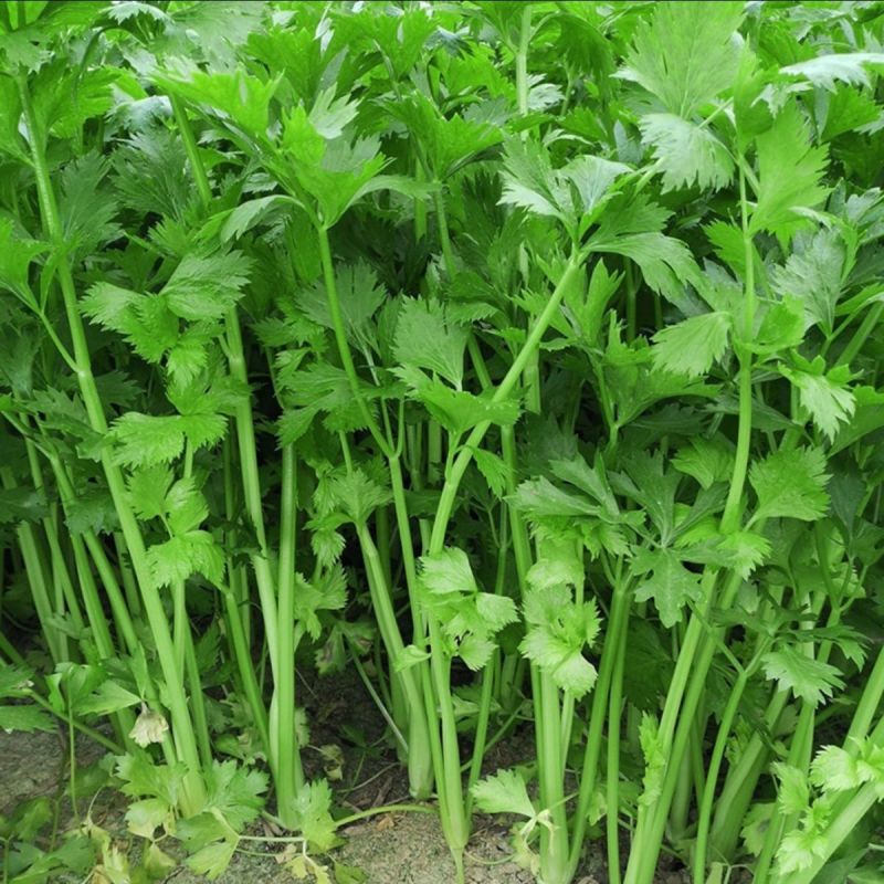 津玉小香芹种籽速生长早熟纤维少口感佳基地种植芹菜种子高产