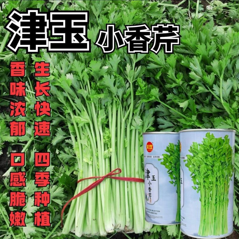 津玉小香芹种籽速生长早熟纤维少口感佳基地种植芹菜种子高产