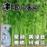 津玉小香芹种籽速生长早熟纤维少口感佳基地种植芹菜种子高产