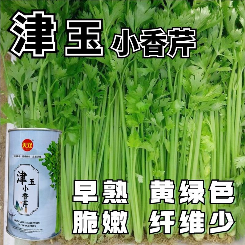 津玉小香芹种籽速生长早熟纤维少口感佳基地种植芹菜种子高产