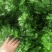津玉小香芹种籽速生长早熟纤维少口感佳基地种植芹菜种子高产
